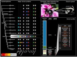 Venom profile of the European carpenter bee Xylocopa violacea: Evolutionary and applied considerations on its toxin components