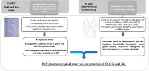 Epigenetic and Transcriptional Modulator Potential of Epigallocatechin-3-gallate and Genistein on Fetal Hemoglobin Reactivators Genes