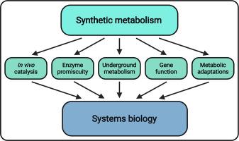 Synthetic metabolism approaches: A valuable resource for systems biology