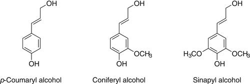 Morphology of lignin structures on fiber surfaces after organosolv pretreatment