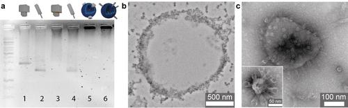 Insertion of 3D DNA Origami Nanopores into Block Copolymer Vesicles