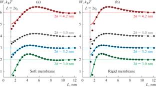 Lateral Interaction of Cylindrical Transmembrane Peptides in a One-Dimensional Approximation