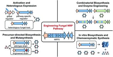 Engineering the biosynthesis of fungal nonribosomal peptides