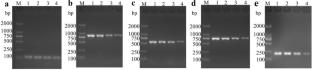 A simple and effective PCR assay to detect the origin of meat in food using mitochondrial DNA