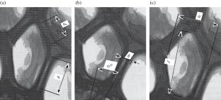 Investigation of Gas-Structural Elements of Modified Foamed Polyurethane