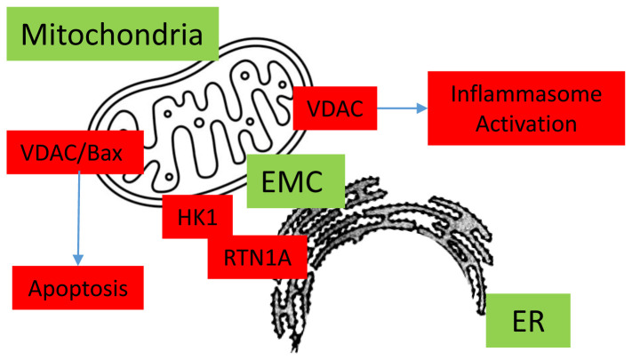 AKI-to-CKD transition is a potential mechanism for non-albuminuric diabetic kidney disease.