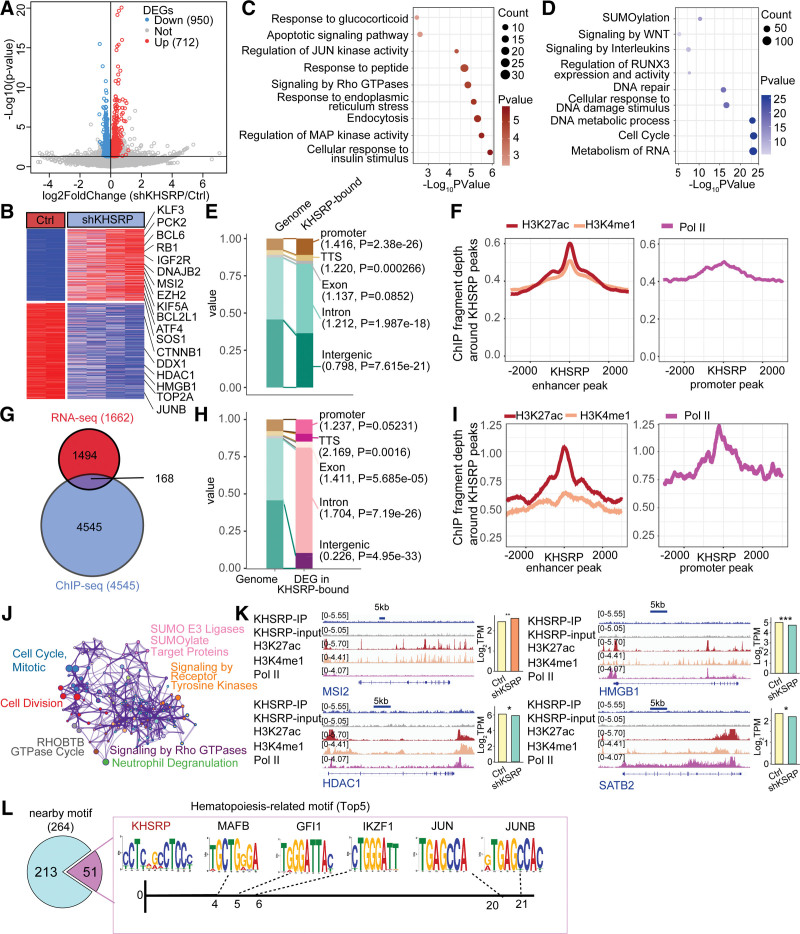 KHSRP combines transcriptional and posttranscriptional mechanisms to regulate monocytic differentiation.