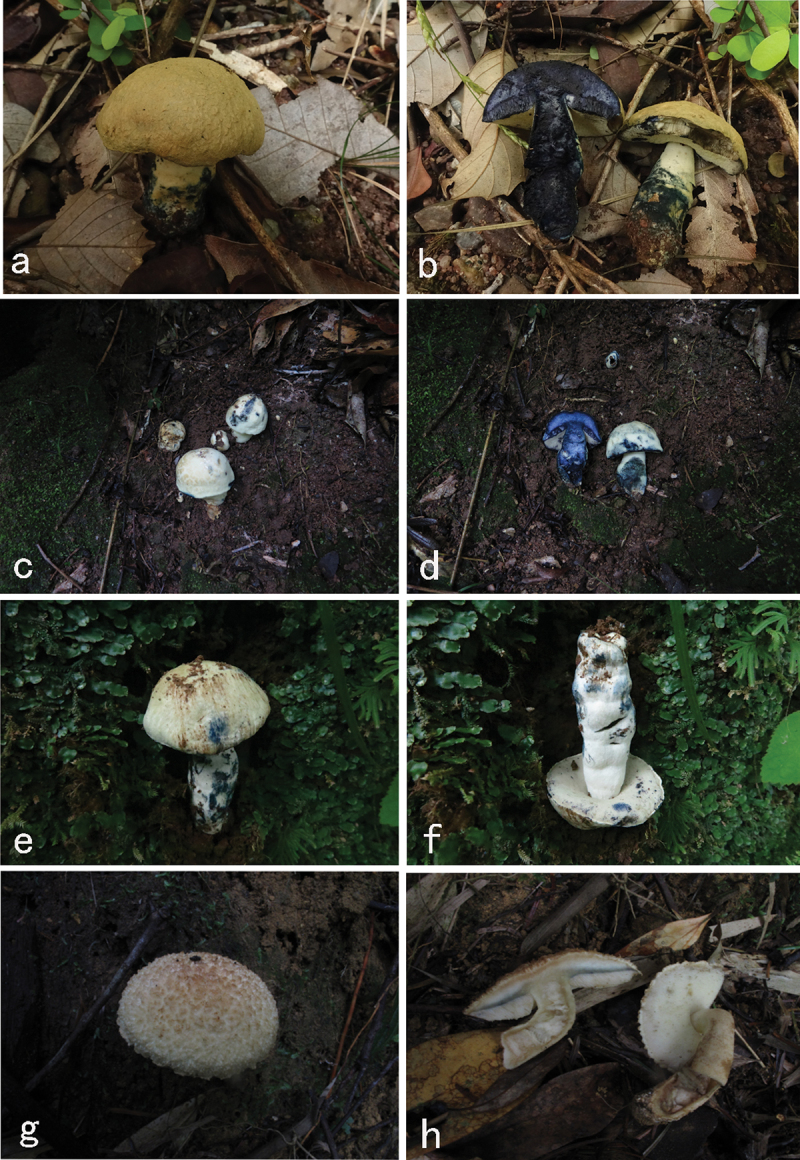 New insights into the genus <i>Gyroporus</i> (Gyroporaceae, Boletales), with establishment of four new sections and description of five new species from China.