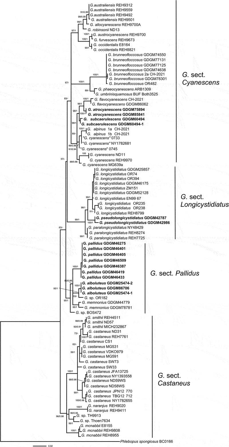 New insights into the genus <i>Gyroporus</i> (Gyroporaceae, Boletales), with establishment of four new sections and description of five new species from China.