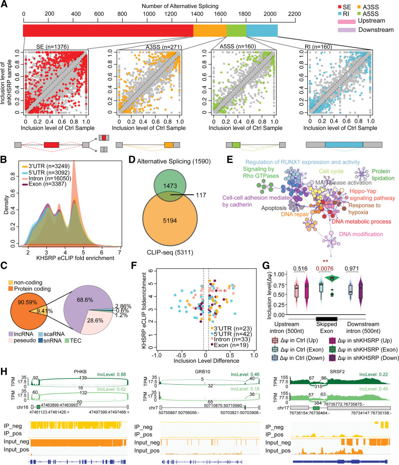 KHSRP combines transcriptional and posttranscriptional mechanisms to regulate monocytic differentiation.