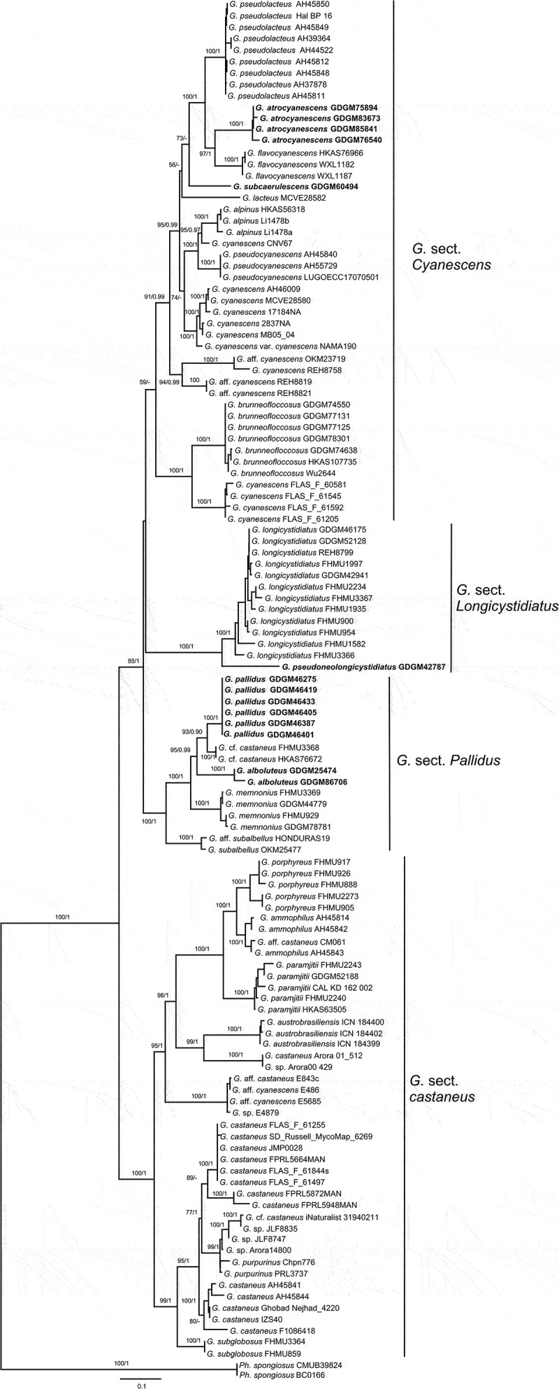 New insights into the genus <i>Gyroporus</i> (Gyroporaceae, Boletales), with establishment of four new sections and description of five new species from China.