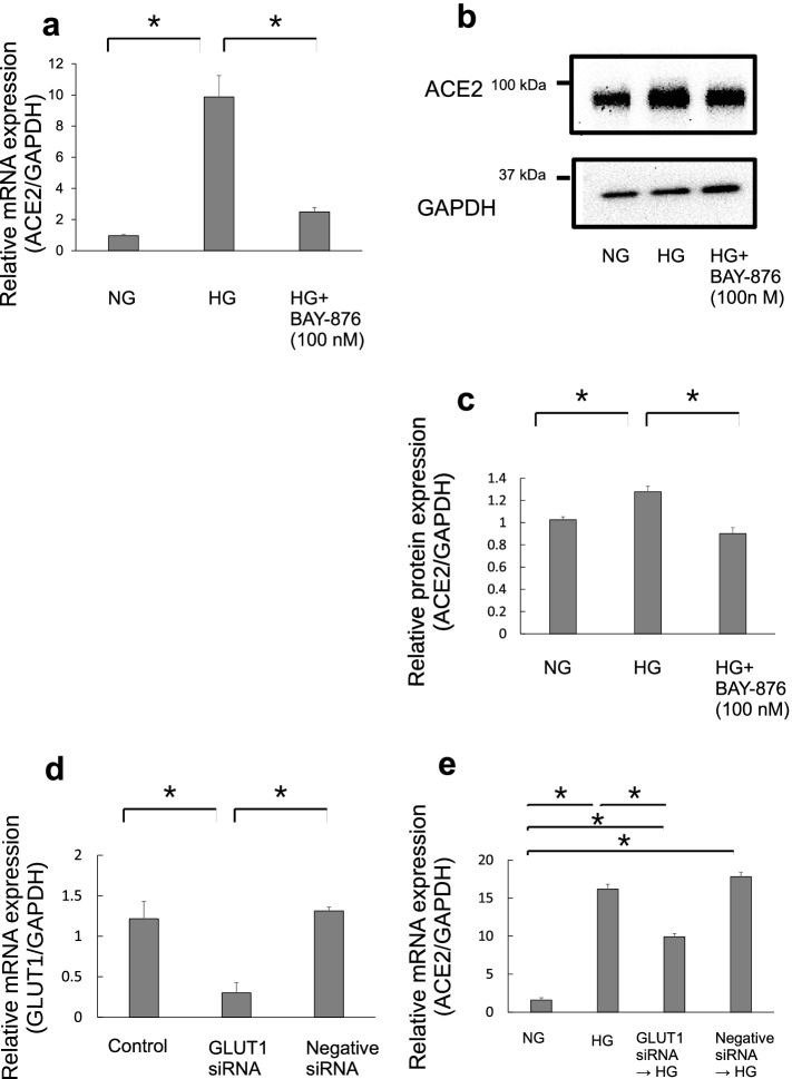 High D-glucose levels induce ACE2 expression via GLUT1 in human airway epithelial cell line Calu-3.