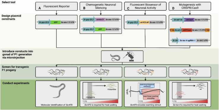 Using newly optimized genetic tools to probe Strongyloides sensory behaviors