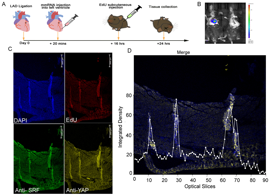 STEMIN and YAP5SA synthetic modified mRNAs regenerate and repair infarcted mouse hearts.