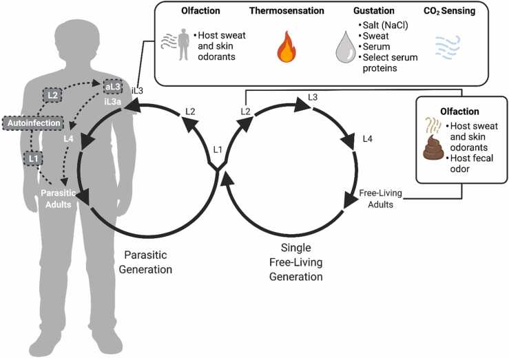 Using newly optimized genetic tools to probe Strongyloides sensory behaviors