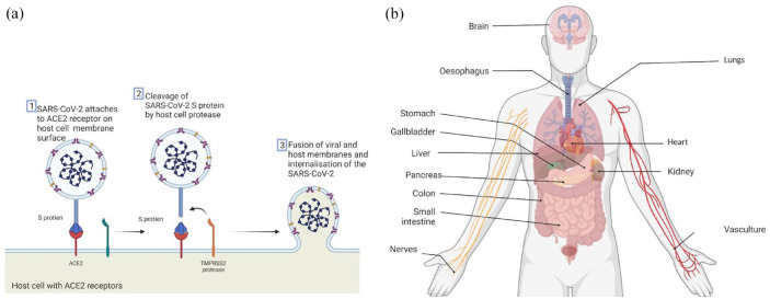 COVID-19 and the hidden threat of diabetic microvascular complications.