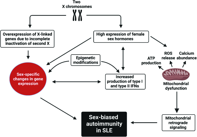 Sex bias in systemic lupus erythematosus: a molecular insight.