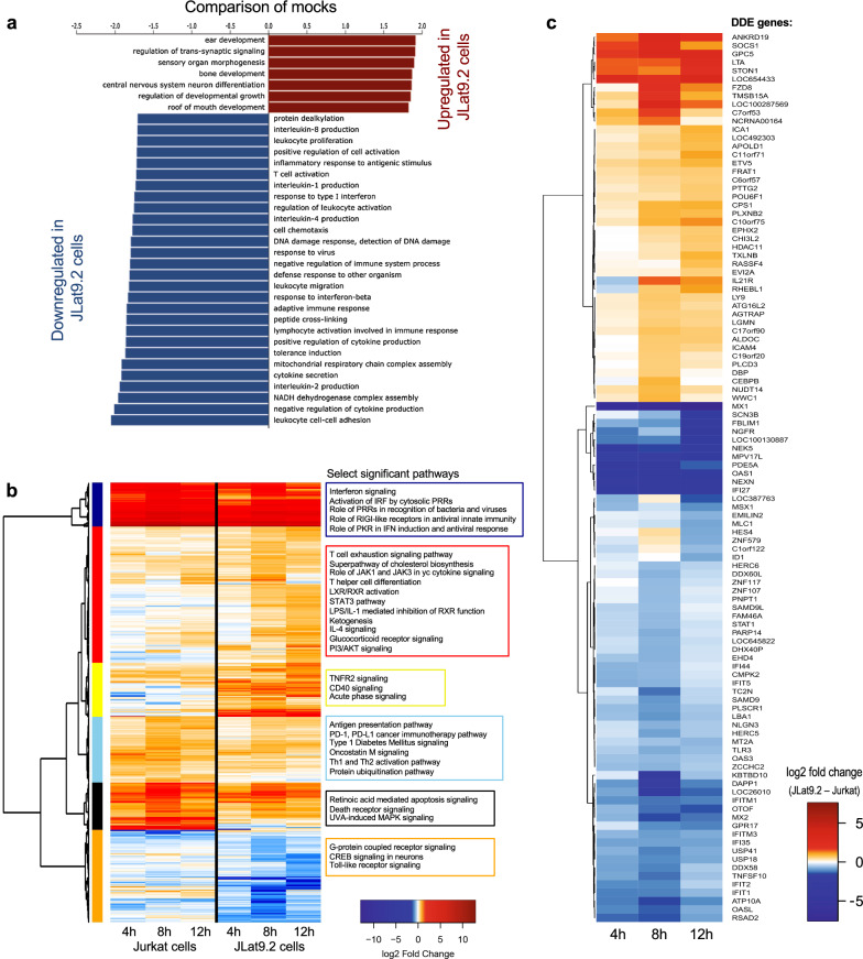 Innate immune regulation in HIV latency models.