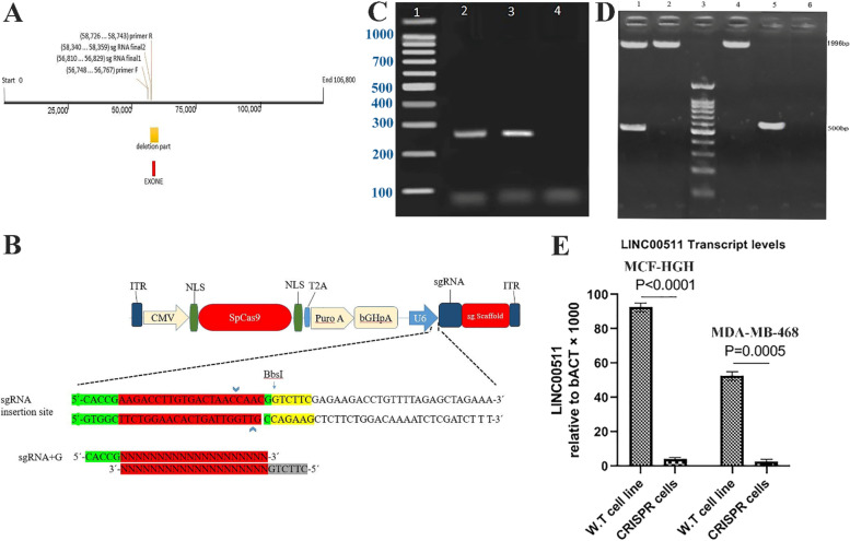 CRISPR/Cas9-mediated LINC00511 knockout strategies, increased apoptosis of breast cancer cells via suppressing antiapoptotic genes.