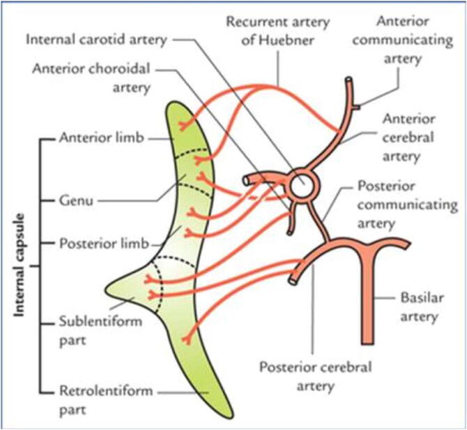 Utility of evoked potentials during anterior cerebral artery and anterior communicating artery aneurysm clipping