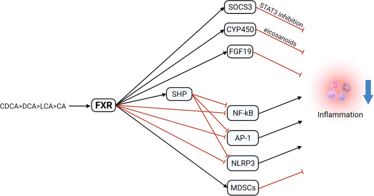 Bile acids and their receptors: modulators and therapeutic targets in liver inflammation.