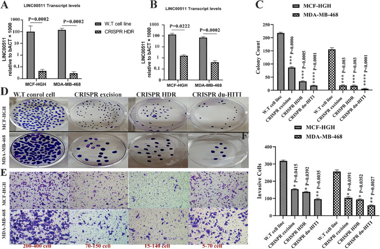 CRISPR/Cas9-mediated LINC00511 knockout strategies, increased apoptosis of breast cancer cells via suppressing antiapoptotic genes.
