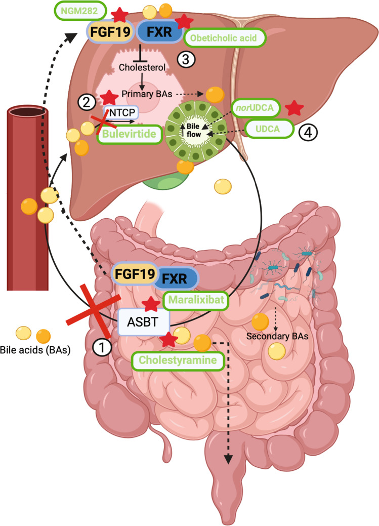 Bile acids and their receptors: modulators and therapeutic targets in liver inflammation.