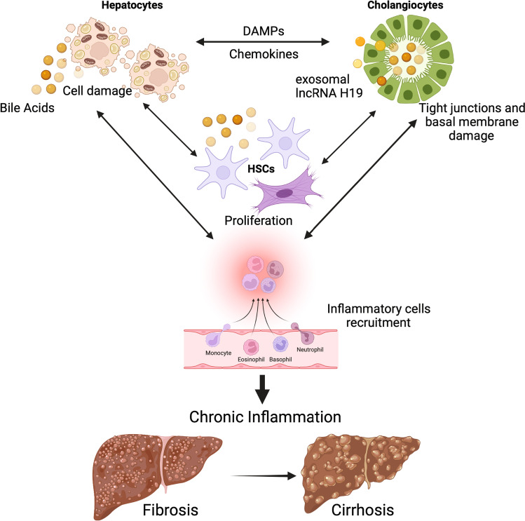 Bile acids and their receptors: modulators and therapeutic targets in liver inflammation.