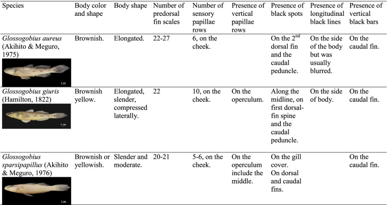 Correction: The mismatch between morphological and molecular attribution of three Glossogobius species in the Mekong Delta.