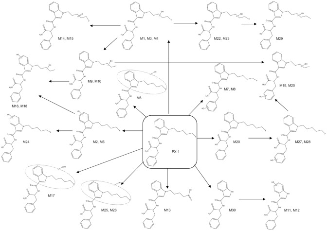 Phase I-metabolism studies of the synthetic cannabinoids PX-1 and PX-2 using three different in vitro models.