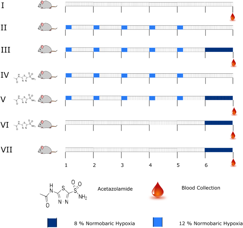 Elucidating the combined effect of intermittent hypoxia training and acetazolamide on hypoxia induced hematological and physiological changes