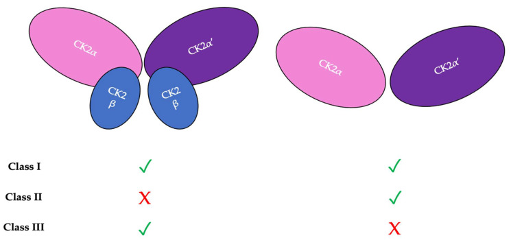 The Role of Protein Kinase CK2 in Development and Disease Progression: A Critical Review.