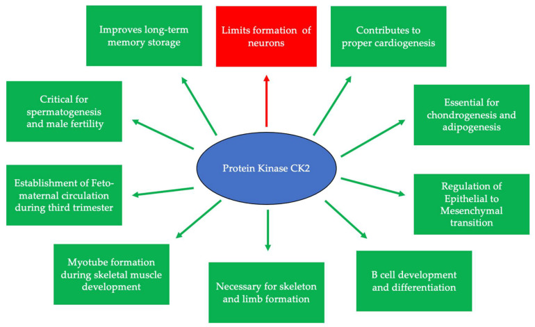 The Role of Protein Kinase CK2 in Development and Disease Progression: A Critical Review.