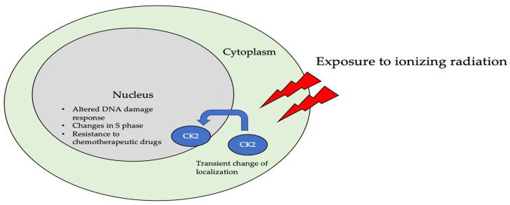 The Role of Protein Kinase CK2 in Development and Disease Progression: A Critical Review.