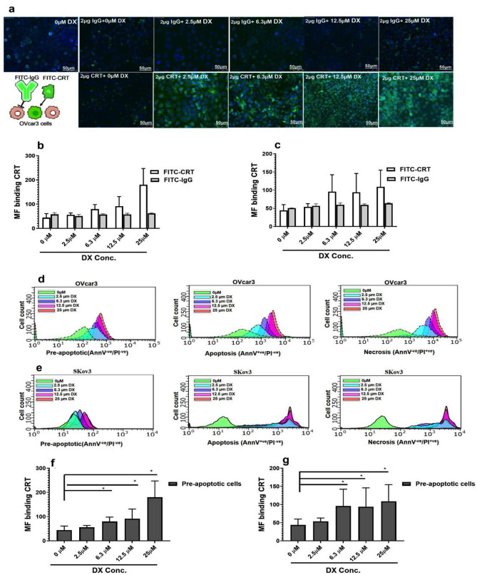 Endoplasmic reticulum stress-induced release and binding of calreticulin from human ovarian cancer cells.