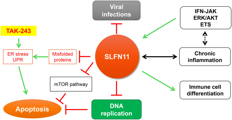 SLFN11's surveillance role in protein homeostasis.