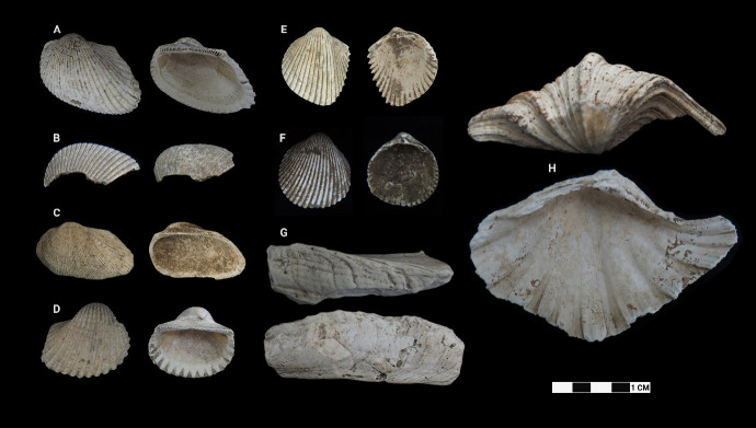 Identification of Mollusc Remains (Bivalve and Gastropod) from Archaeological Sites in Semporna, Sabah.