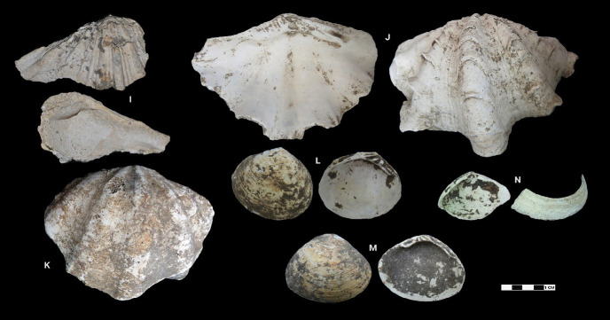 Identification of Mollusc Remains (Bivalve and Gastropod) from Archaeological Sites in Semporna, Sabah.