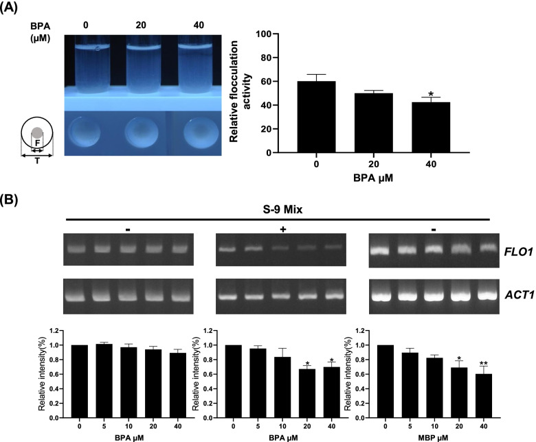 Bisphenol-A reduces DNA methylation after metabolic activation.