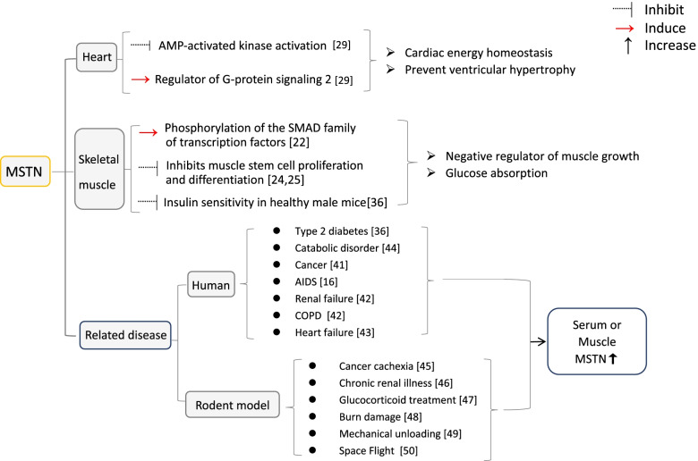 Myostatin: a multifunctional role in human female reproduction and fertility - a short review.