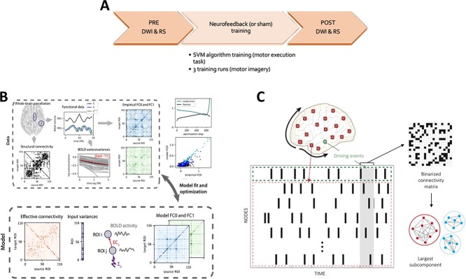 One session of fMRI-Neurofeedback training on motor imagery modulates whole-brain effective connectivity and dynamical complexity.