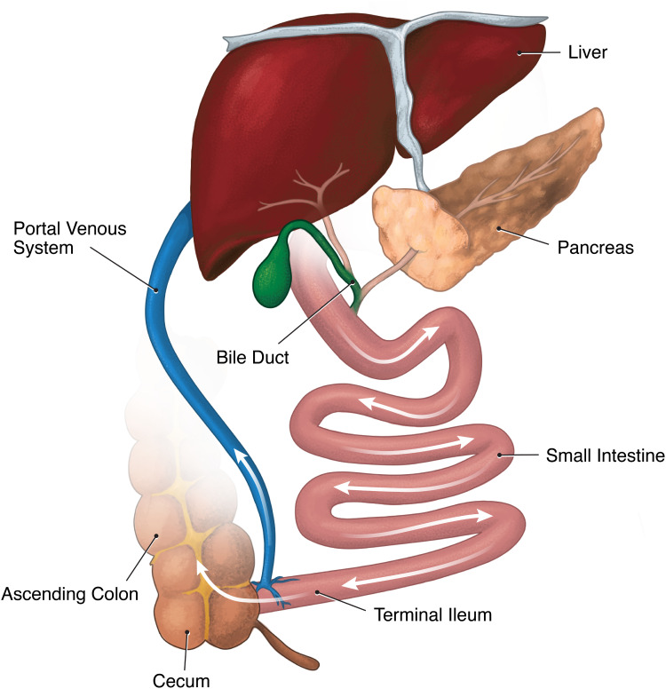 Functional, Diagnostic and Therapeutic Aspects of Bile.