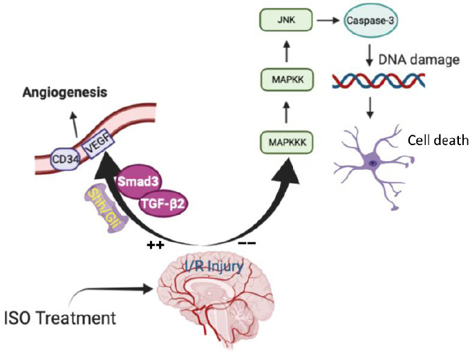 Current research progress of isoflurane in cerebral ischemia/reperfusion injury: a narrative review.