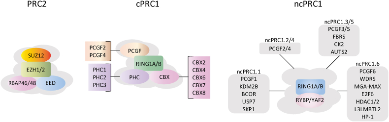 The functions of polycomb group proteins in T cells