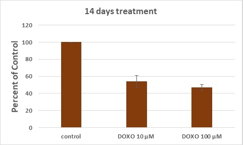 Combined Effects of Doxorubicin and Temozolomide in Cultured Glioblastoma Cells.