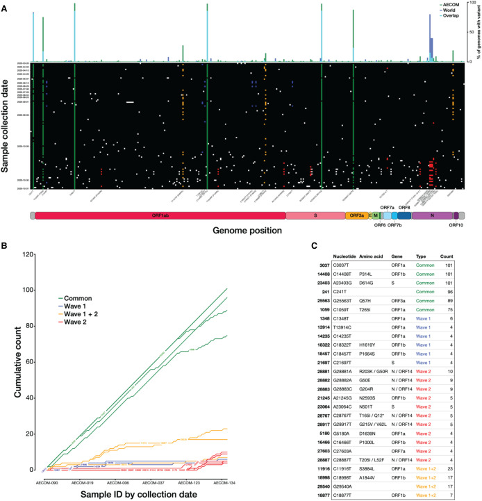 Genomic surveillance of SARS-CoV-2 during the first year of the pandemic in the Bronx enabled clinical and epidemiological inference.