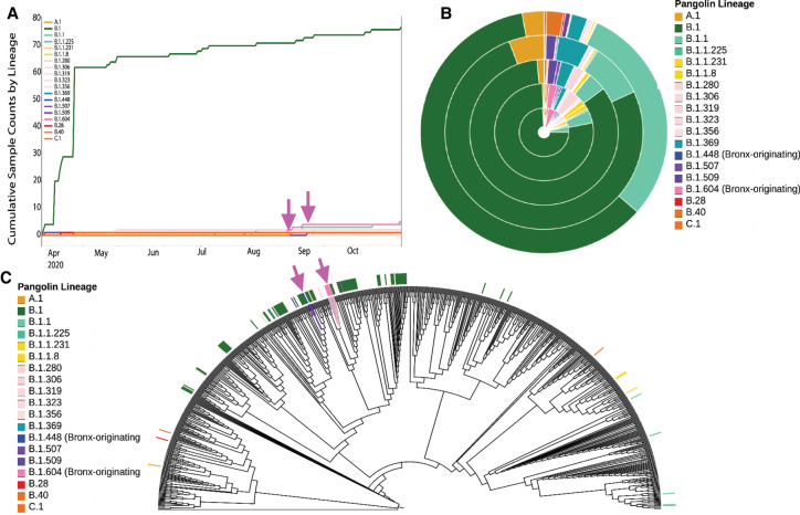 Genomic surveillance of SARS-CoV-2 during the first year of the pandemic in the Bronx enabled clinical and epidemiological inference.