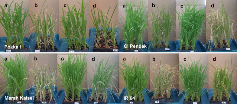 Seed Halopriming Improves Salinity Tolerance of Some Rice Cultivars During Seedling Stage.