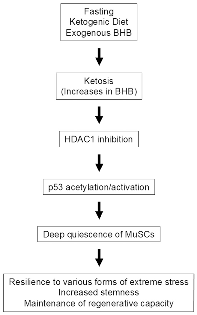 Fasting confers stress resistance to skeletal muscle stem cells through non-metabolic actions of β-hydroxybutyrate: implications in cardioprotection and aging.