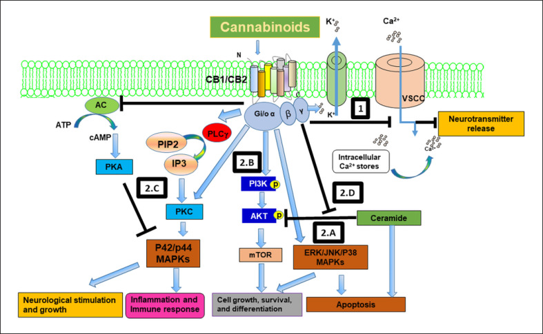 Perspectives on Challenges in Cannabis Drug Delivery Systems: Where Are We?